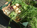 Gardening Club