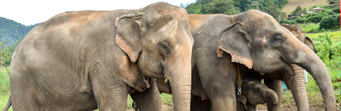 World Wildlife Day - 3 March 2016