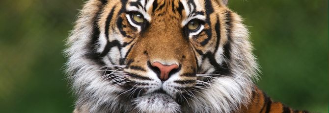4 Top Zoos to Visit in Kent
