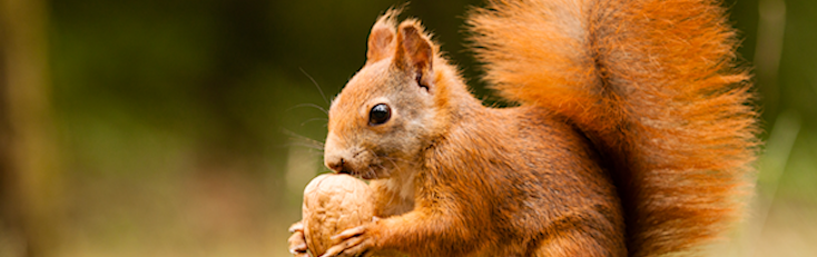 6 Fun Facts and Activities for Red Squirrel Awareness Week