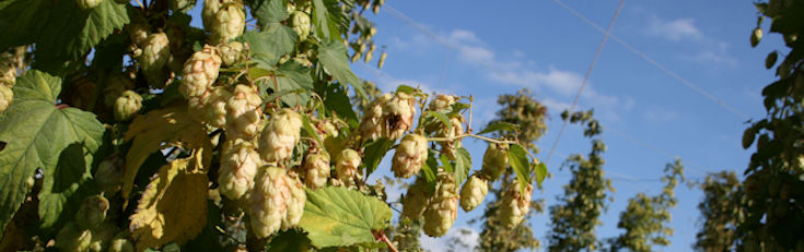 8 Tasty and Traditional Kentish Foods