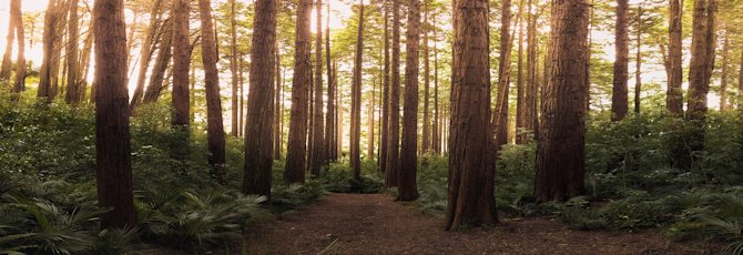Forestry Friday - Wildlife Hotspots in Kent