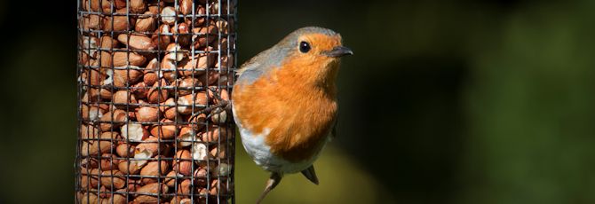 Big Garden Birdwatch