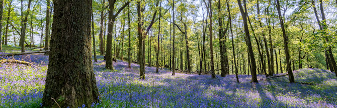 3 Beautiful Kentish Gardens to Visit This Spring