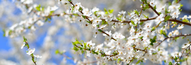 6 Gardens to Visit in Kent
