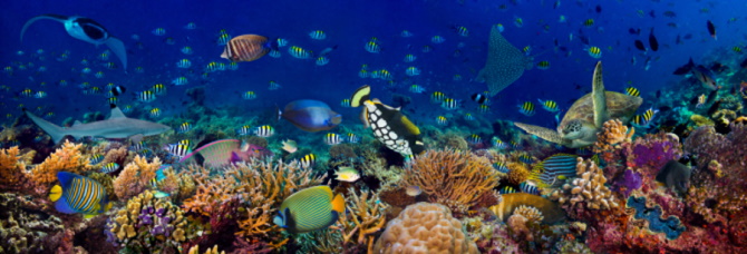Educational Ocean-Themed Resources for World Oceans Day