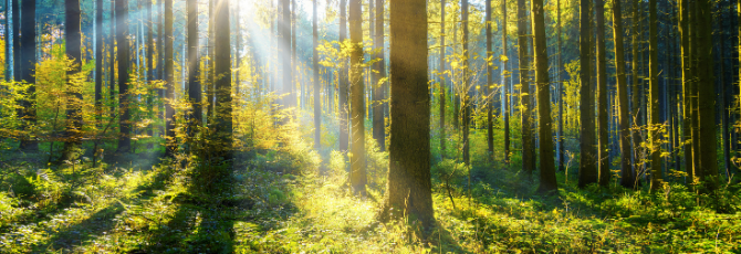 What is the International Day of Forests?