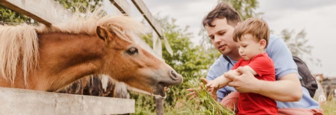 Top 5 Farms in Kent to Visit this Summer